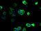 Polycystin 1 Like 2 (Gene/Pseudogene) antibody, A60286-100, Epigentek, Immunofluorescence image 