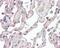Secretin Receptor antibody, 49-880, ProSci, Immunohistochemistry frozen image 
