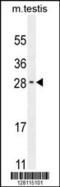 RELT Like 2 antibody, 55-167, ProSci, Western Blot image 