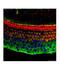 ATF4 antibody, ARP37018_P050, Aviva Systems Biology, Immunofluorescence image 
