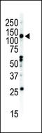 EPH Receptor B2 antibody, LS-C100283, Lifespan Biosciences, Western Blot image 