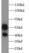 Annexin A7 antibody, FNab00439, FineTest, Western Blot image 