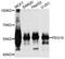 Retrotransposon-derived protein PEG10 antibody, A2787, ABclonal Technology, Western Blot image 