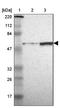 Misato Mitochondrial Distribution And Morphology Regulator 1 antibody, NBP2-33860, Novus Biologicals, Western Blot image 