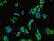 PDZ Domain Containing Ring Finger 3 antibody, CSB-PA891797LA01HU, Cusabio, Immunofluorescence image 