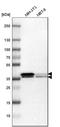 Heterogeneous Nuclear Ribonucleoprotein A2/B1 antibody, HPA001666, Atlas Antibodies, Western Blot image 