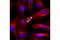 Aurora Kinase A antibody, 8525S, Cell Signaling Technology, Immunocytochemistry image 