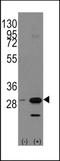 Prohibitin antibody, TA302260, Origene, Western Blot image 