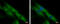 Calcium-binding mitochondrial carrier protein SCaMC-3 antibody, GTX116402, GeneTex, Immunofluorescence image 