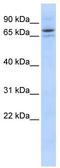 Protein transport protein Sec23B antibody, TA340104, Origene, Western Blot image 
