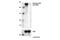 CAD protein antibody, 67235S, Cell Signaling Technology, Western Blot image 