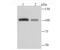 Major Vault Protein antibody, A00642-2, Boster Biological Technology, Western Blot image 