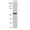 LARP antibody, LS-C386012, Lifespan Biosciences, Western Blot image 