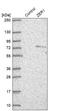 Zyg-11 Related Cell Cycle Regulator antibody, NBP2-33525, Novus Biologicals, Western Blot image 