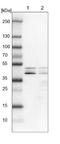 DAZ-associated protein 1 antibody, NBP1-82740, Novus Biologicals, Western Blot image 