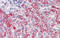 Sp4 Transcription Factor antibody, 25-418, ProSci, Immunohistochemistry frozen image 