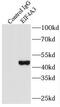Eukaryotic initiation factor 4A-III antibody, FNab02719, FineTest, Immunoprecipitation image 