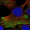 Ring Finger Protein 25 antibody, HPA036421, Atlas Antibodies, Immunofluorescence image 