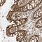 Coiled-Coil Domain Containing 115 antibody, HPA034598, Atlas Antibodies, Immunohistochemistry frozen image 