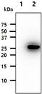 RAP2B, Member Of RAS Oncogene Family antibody, MBS200267, MyBioSource, Western Blot image 