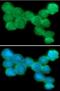 Natural Cytotoxicity Triggering Receptor 2 antibody, NBP2-42683, Novus Biologicals, Immunofluorescence image 