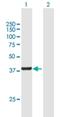 DENN Domain Containing 1B antibody, H00163486-B01P, Novus Biologicals, Western Blot image 