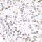 5'-3' Exoribonuclease 2 antibody, A301-103A, Bethyl Labs, Immunohistochemistry frozen image 