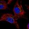 Dyn3 antibody, NBP2-56017, Novus Biologicals, Immunofluorescence image 