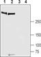 Piezo Type Mechanosensitive Ion Channel Component 1 antibody, PA5-77617, Invitrogen Antibodies, Western Blot image 