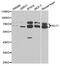 Kinesin Light Chain 1 antibody, PA5-76753, Invitrogen Antibodies, Western Blot image 