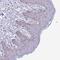 Proline And Serine Rich 1 antibody, NBP2-37949, Novus Biologicals, Immunohistochemistry frozen image 