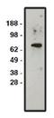 Sodium/hydrogen exchanger 1 antibody, AP05294PU-N, Origene, Western Blot image 