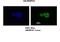 Heterogeneous nuclear ribonucleoprotein H antibody, ARP58479_P050, Aviva Systems Biology, Immunofluorescence image 