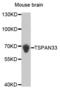 Tetraspanin 33 antibody, abx004010, Abbexa, Western Blot image 