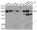 Membrane Metalloendopeptidase antibody, A5664, ABclonal Technology, Western Blot image 