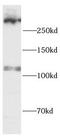 Utrophin antibody, FNab10379, FineTest, Western Blot image 