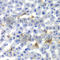 Nuclear Receptor Subfamily 0 Group B Member 2 antibody, A1836, ABclonal Technology, Immunohistochemistry paraffin image 