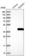 Bacillus anthracis antibody, NBP1-85093, Novus Biologicals, Western Blot image 