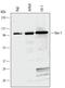 Vav Guanine Nucleotide Exchange Factor 1 antibody, MAB3786, R&D Systems, Western Blot image 