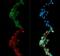 Diacylglycerol O-acyltransferase 1 antibody, GTX48577, GeneTex, Immunofluorescence image 