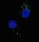 UV Radiation Resistance Associated antibody, abx030355, Abbexa, Western Blot image 