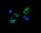 Mitochondrial tRNA-specific 2-thiouridylase 1 antibody, MA5-26194, Invitrogen Antibodies, Immunocytochemistry image 