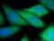 GLGB antibody, 20313-1-AP, Proteintech Group, Immunofluorescence image 