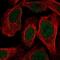 LUC7 Like antibody, NBP2-58207, Novus Biologicals, Immunofluorescence image 