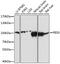 Leucine-rich repeat and death domain-containing protein antibody, 19-480, ProSci, Immunofluorescence image 
