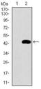 Mitochondrial Ribosomal Protein L42 antibody, GTX60735, GeneTex, Western Blot image 