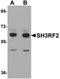 Putative E3 ubiquitin-protein ligase SH3RF2 antibody, orb75478, Biorbyt, Western Blot image 
