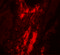 Metavinculin antibody, 7489, ProSci Inc, Immunofluorescence image 