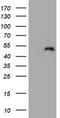 Zinc finger and SCAN domain-containing protein 4 antibody, CF800431, Origene, Western Blot image 