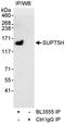 SPT5 Homolog, DSIF Elongation Factor Subunit antibody, A300-868A, Bethyl Labs, Immunoprecipitation image 